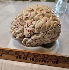 Human Brain Model Anatomy 8