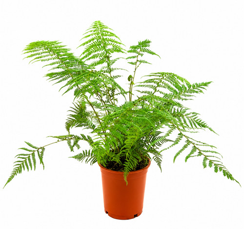 Dicksonia antarctica tree - dicksonia,