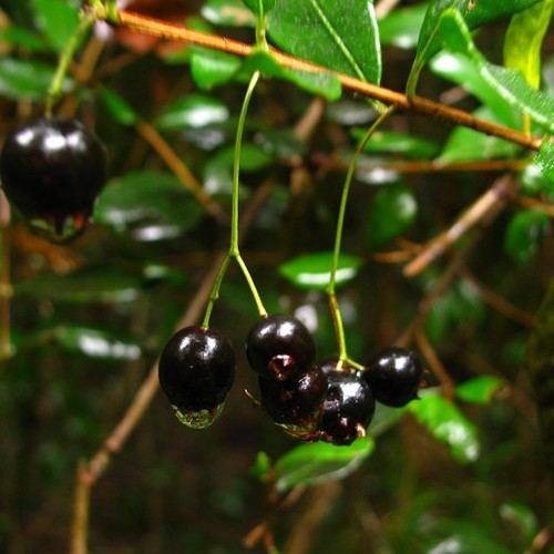 Blepharocalyx cruckshanksii - blepharocalyx,