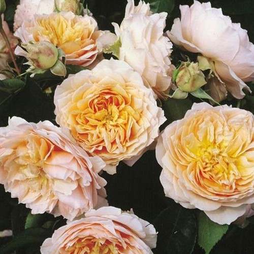 Harkness roses climbing - roses,,