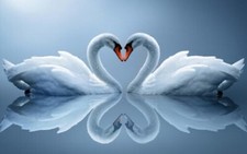 Love Heart Swans Duck Egg Blue Animal Landscape Large Canvas Picture 20x30 Inch