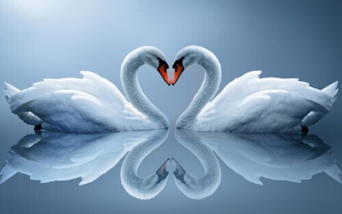 Love heart swans duck egg - duck,