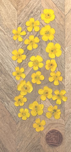 Pressed yellow buttercup - yellow,