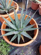 Agave Utahiensis 25cm In 30cm