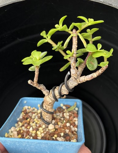 Cork bark jade - cork, yee)