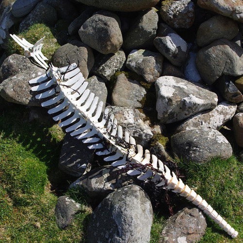 Photo 6x4 vertebrae - photo, vertebrae,