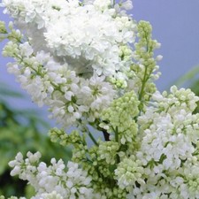 SYRINGA LILAC MADAME LEMOINE PLANT FRAGRANT SHRUB TREE WHITE FLOWERS 9CM POT