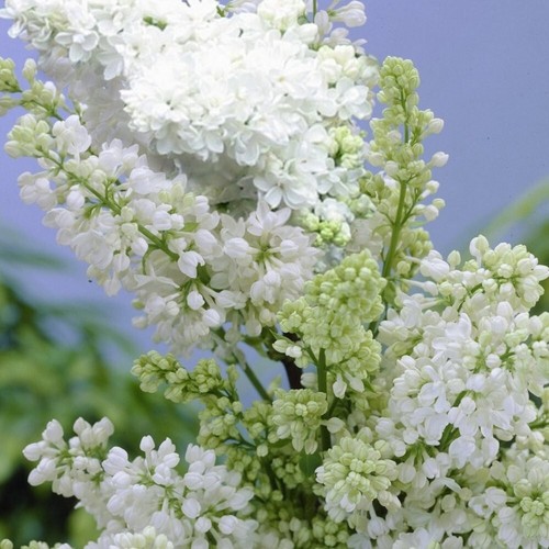 Syringa lilac madame lemoine - syringa,