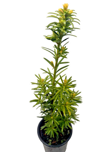 Taxus baccata fastigiata - taxus,