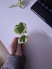 N-joy Pothos- Epipremnum