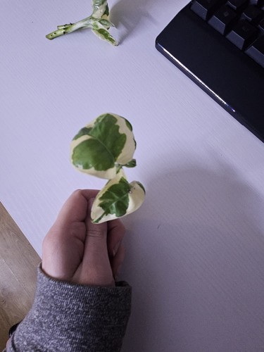 Joy pothos epipremnum - pothos-,