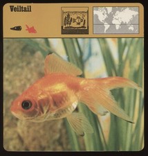Veiltail  Safari Cards Rencontre Fish