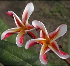 5 Fresh Seeds Frangipani Plumeria  Rubra "Madame Poni"
