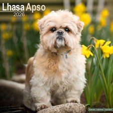 Lhasa Apso 2026 Calendar | Dog Breed Gift Wall 15% OFF MULTI ORDERS