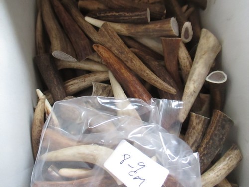 Deer antler tips - deer, for