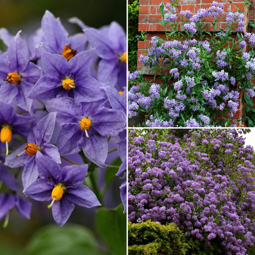 Rhs solanum glasnevin - solanum,