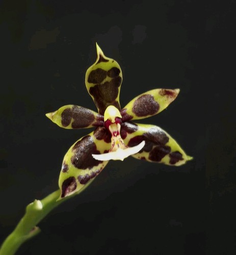 Rare phalaenopsis pantheriana - phalaenopsis,