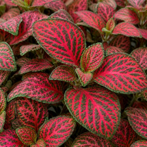 Fittonia forest flame live red - flame,