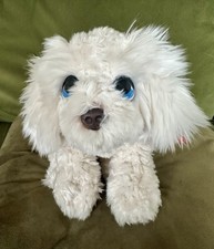 Keel Signature Labradoodle Dog