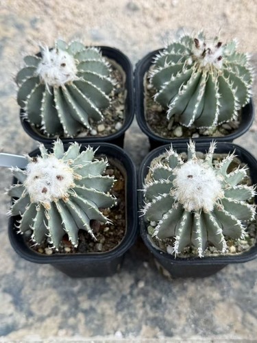 1pcs cactus succulent - 1pcs,