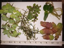 Ultimate floating plants pack - ultimate,