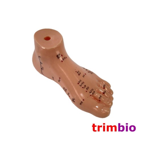 Foot acupuncture model - foot,