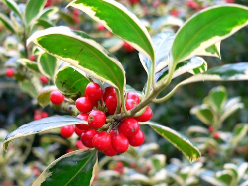 Holly ilex golden - king, 2