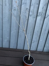 English Oak Tree