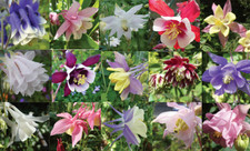 Aquilegia seeds (granny's bonnets, columbines), singles & doubles from Touchwood