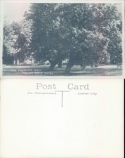 Mulberry Trees at Mansion