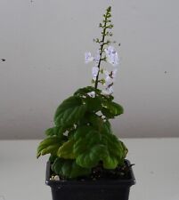 Vicks Plant,  Plectranthus