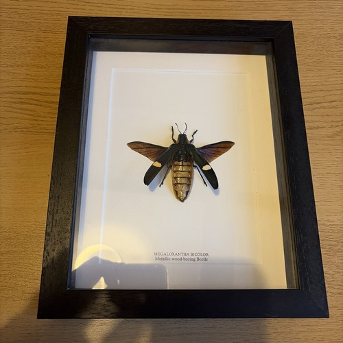 Metallic wood boring beetle - metallic, wood-boring