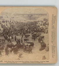 Cattle Market Day Valley