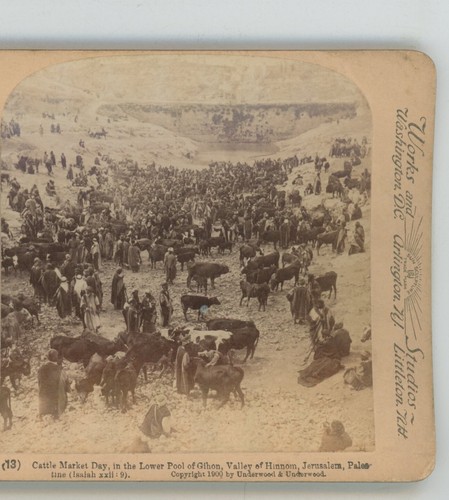 Cattle market day valley - day,
