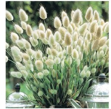 5 fresh ‘Bunnytails’