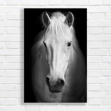 Lovely horse staring original - horse,