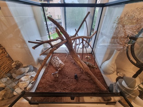 Large komodo glass terrarium - large,