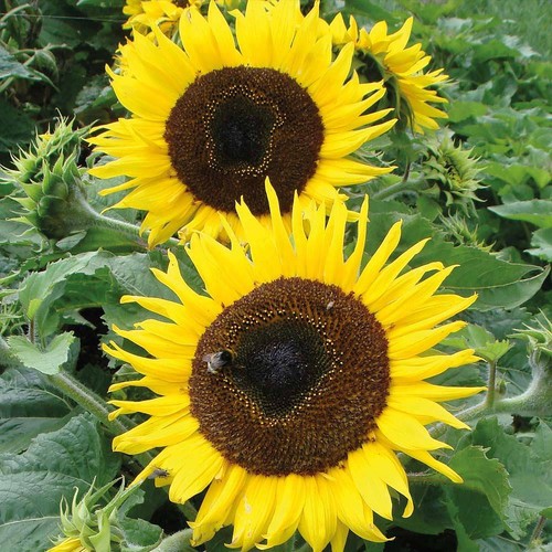 Thompson morgan sunflower - thompson,