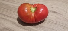 15 Qty  Giant Belgian Heritage Heirloom Rose Pink Huge Meaty Beefsteak 