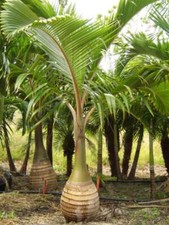 Rare bottle palm tree live - bottle,