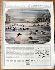 1950’s SHELL NATURE STUDIES
