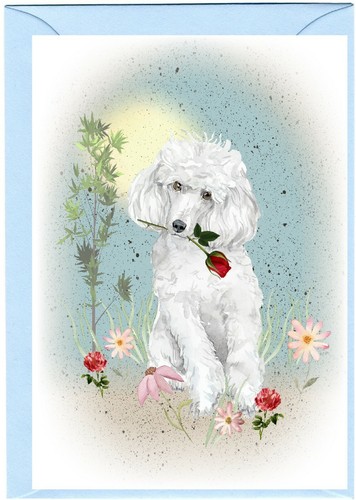 Poodle white dog - dog, (4"x