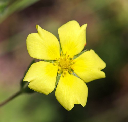 Potentilla recta set - , of