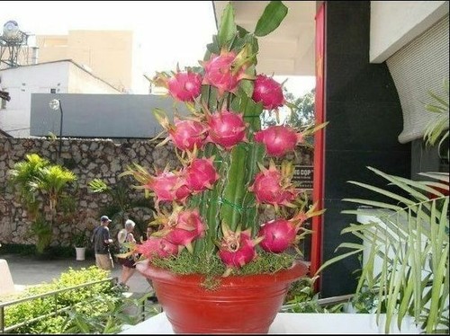 Sweet pitaya dragon - , tropical