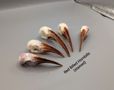 Taxidermy, Skulls, Animal