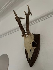 Mounted Pointy Antlers Roe