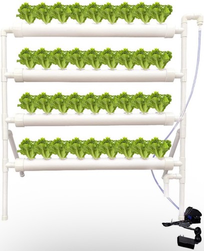Hydroponic indoor plant - hydroponic,