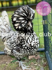 6 High Quality Silver Laced