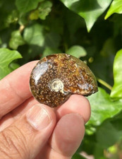 Unique Ammonite Polished