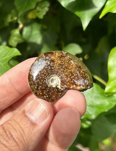 Unique ammonite polished - unique,